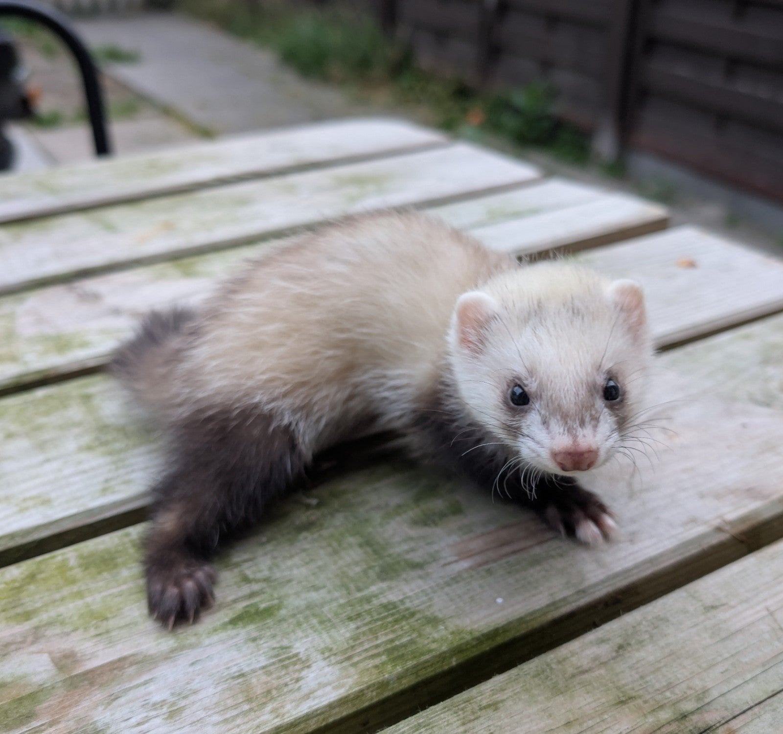 Fretten pups, Dieren en Toebehoren, Overige Dieren, Meerdere dieren, Mei