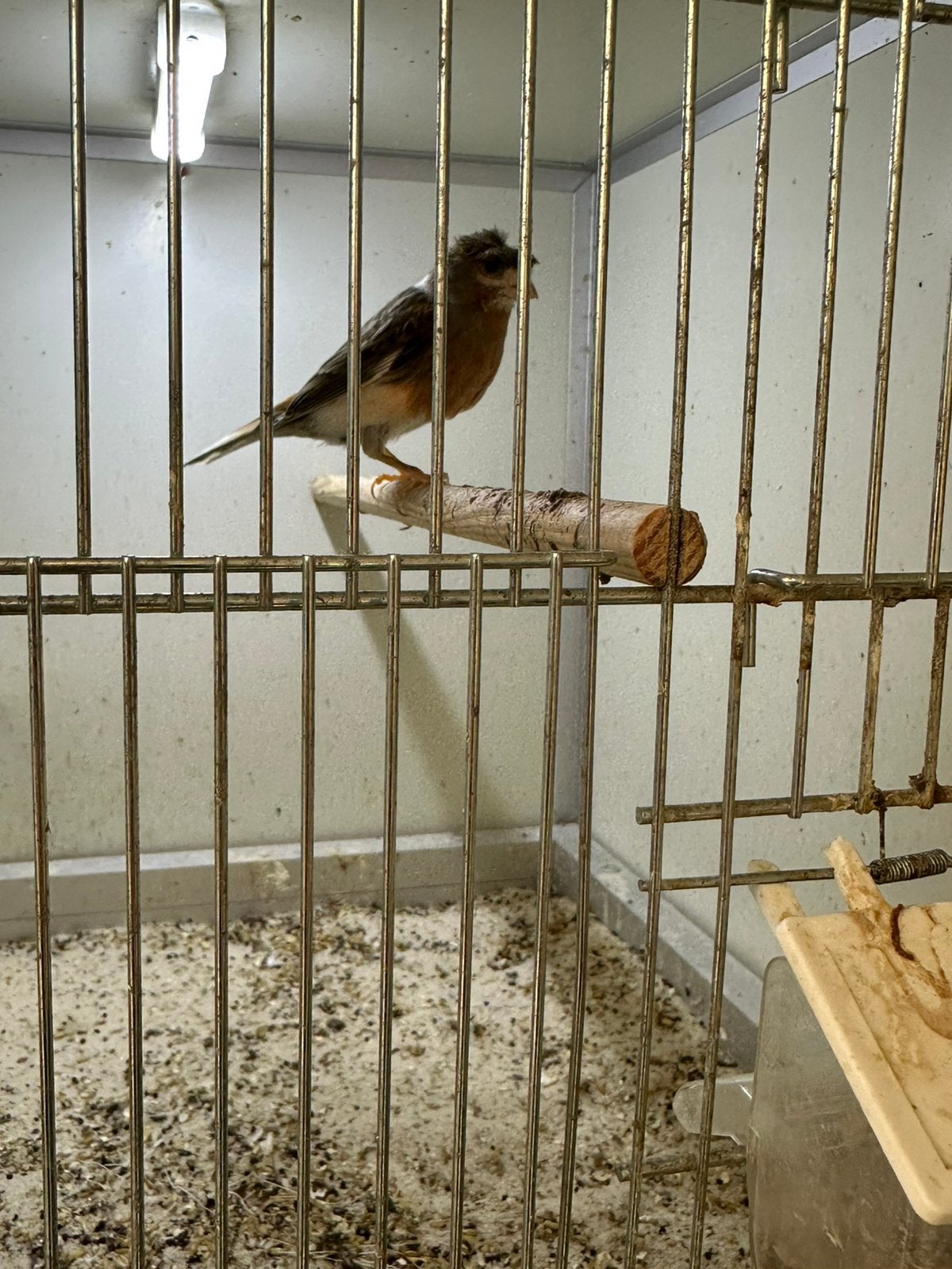 Kanarie pop, Dieren en Toebehoren, Vrouwelijk, Kleurkanarie