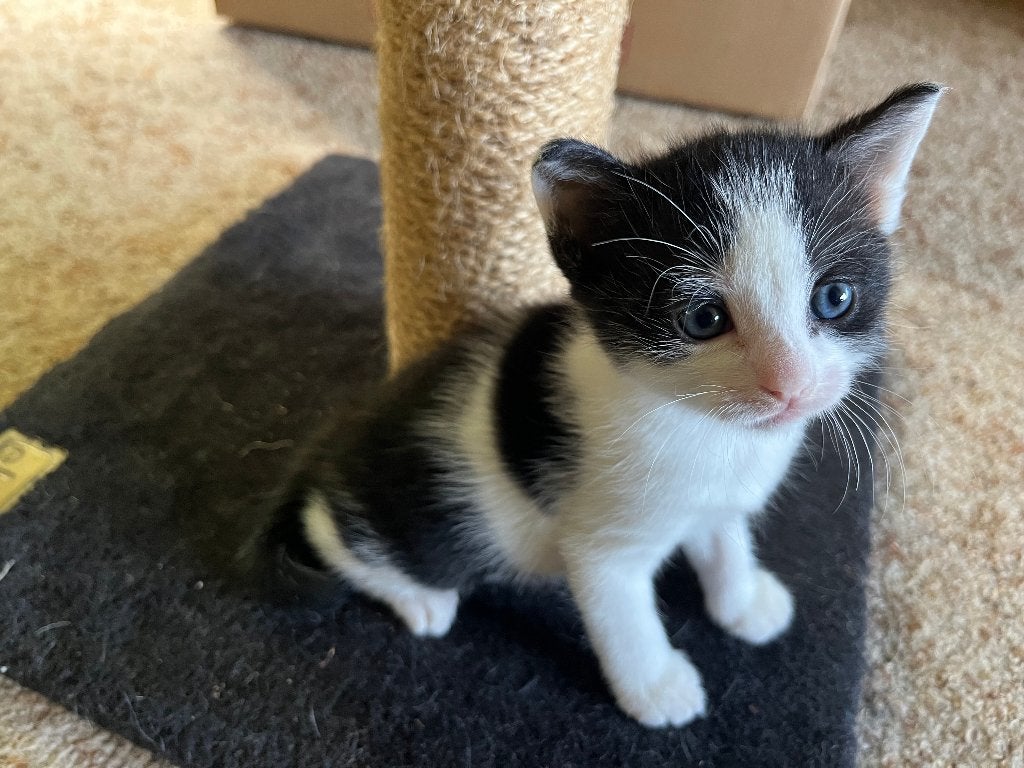 Kittens aangeboden, Dieren en Toebehoren, Katten en Kittens | Raskatten | Korthaar, Poes, 0 tot 2 jaar, Ontwormd