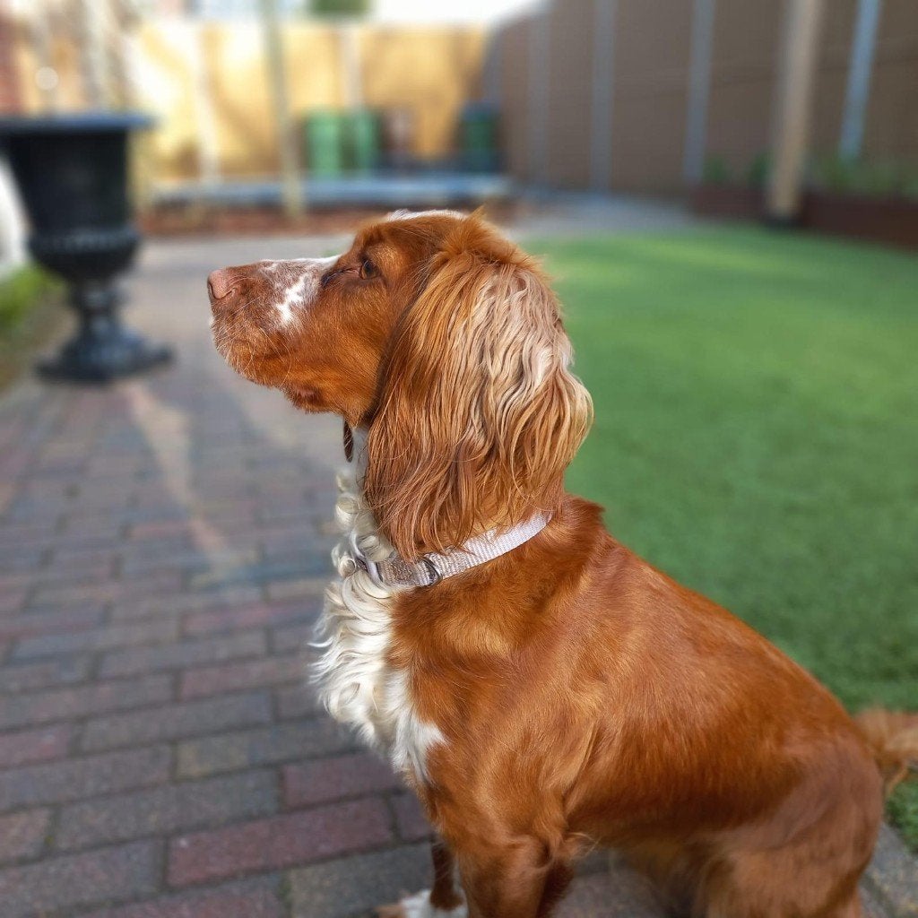 Engelse Cocker Spaniel, Reu, 8 tot 15 weken, Parvo, Meerdere