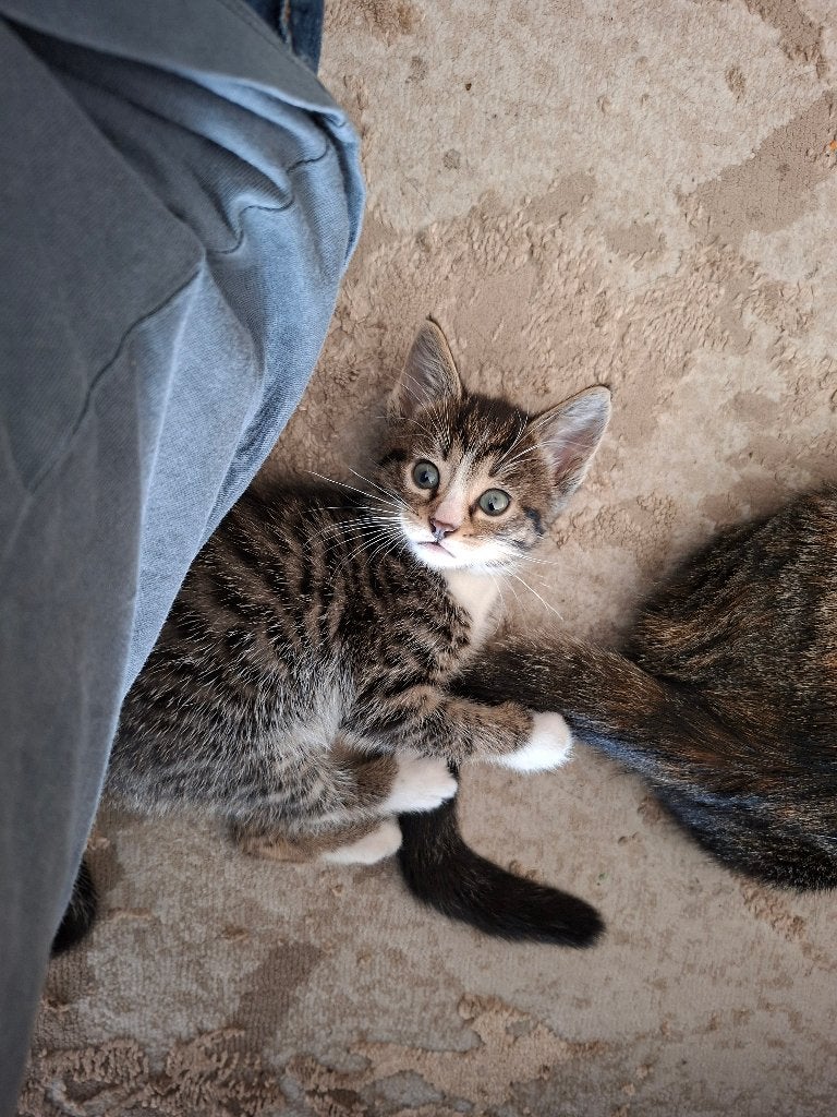 Lieve, sociale kittens zoeken een warm thuis ️, Meerdere dieren, Kortharig, 0 tot 2 jaar
