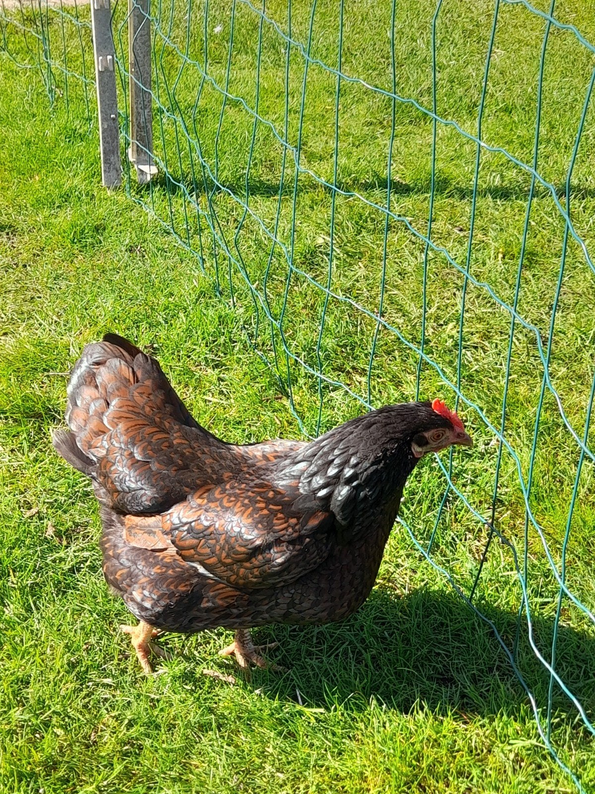 barnevelder kriel, Dieren en Toebehoren, Pluimvee, Geslacht onbekend, Kip