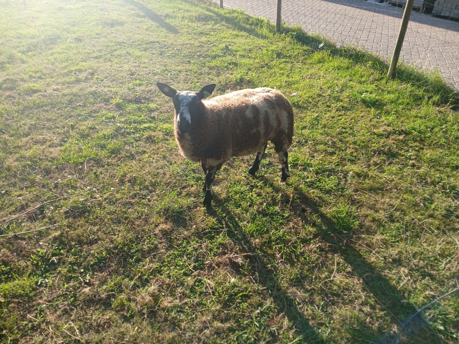 Te koop aangeboden 2 bonte ooien, Dieren en Toebehoren, Schapen, Geiten en Varkens, Vrouwelijk, Schaap