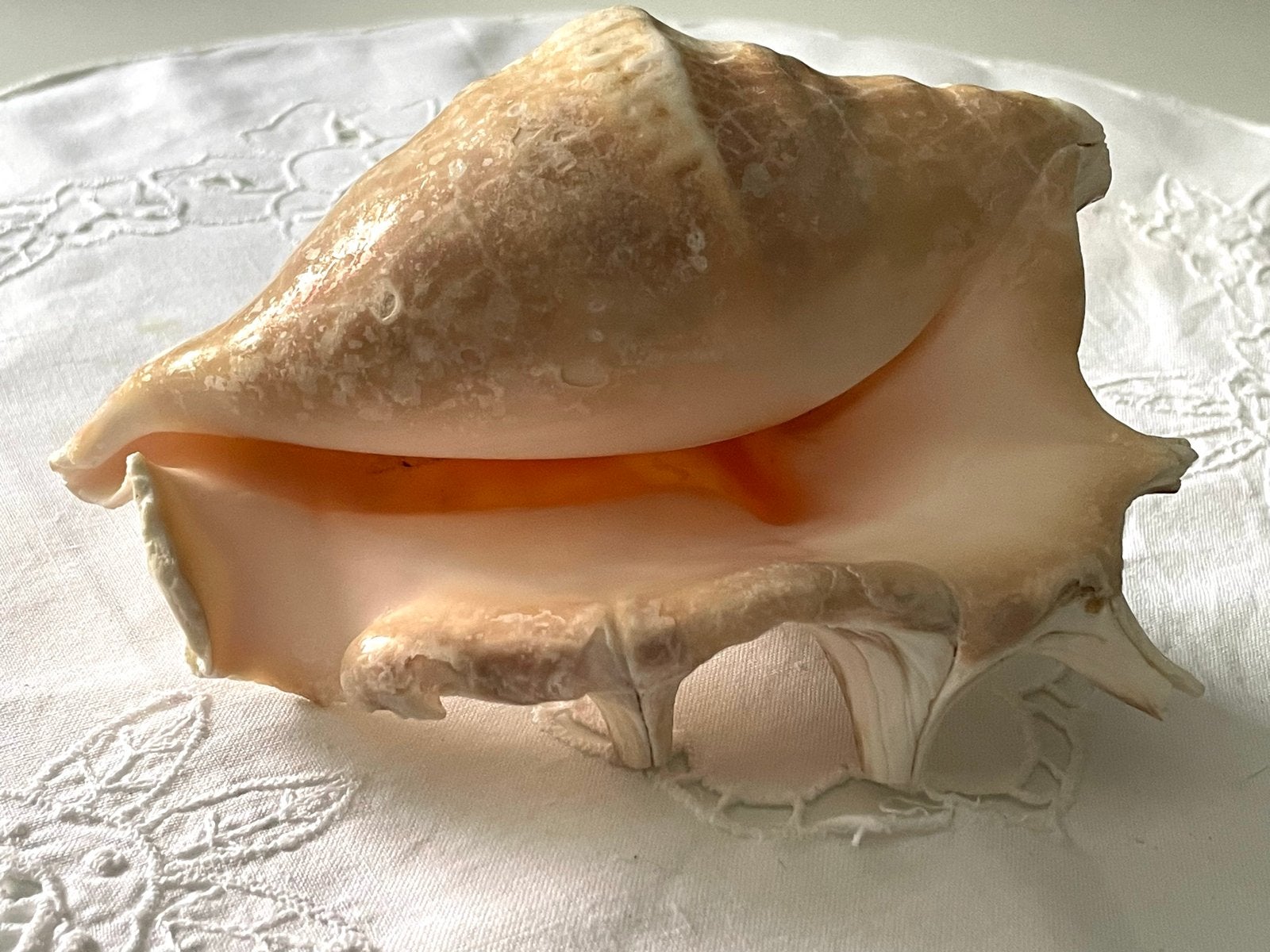 Grote natuurlijke schelp - decoratie, Ophalen of Verzenden, Zo goed als nieuw