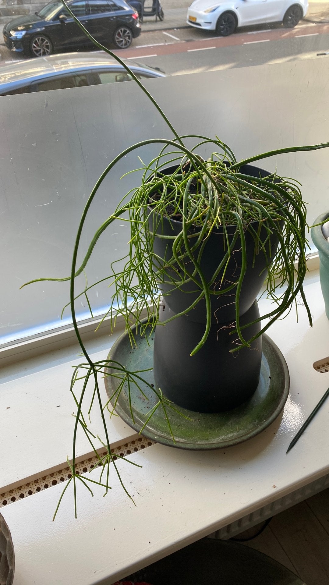Koraalcactus in Elho pot, Ophalen, Halfschaduw, Minder dan 100 cm