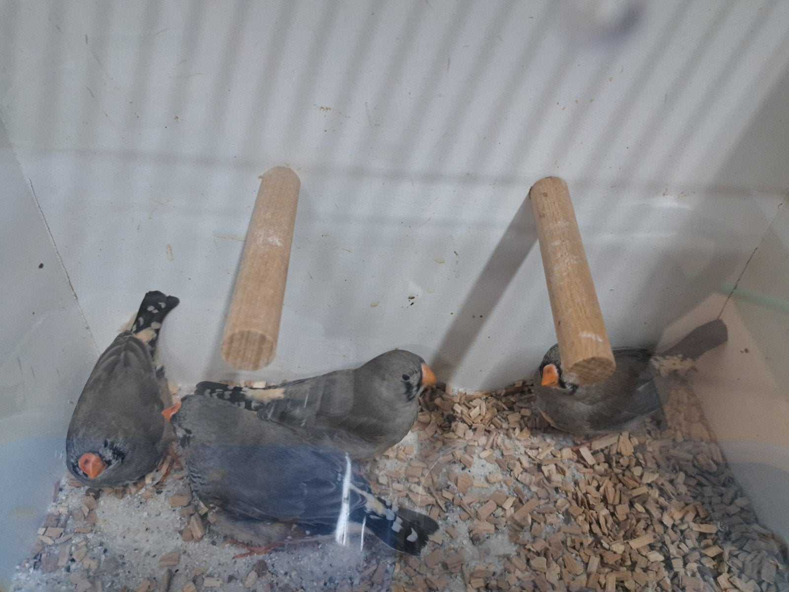 Te koop zebravinken grijs en wit goede kwaliteteit, Dieren en Toebehoren, Meerdere dieren