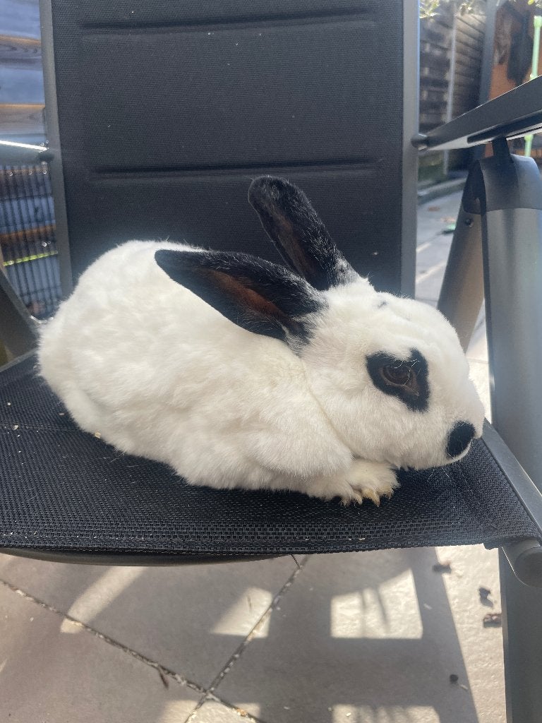 Konijnen, Meerdere dieren, Klein, 0 tot 2 jaar