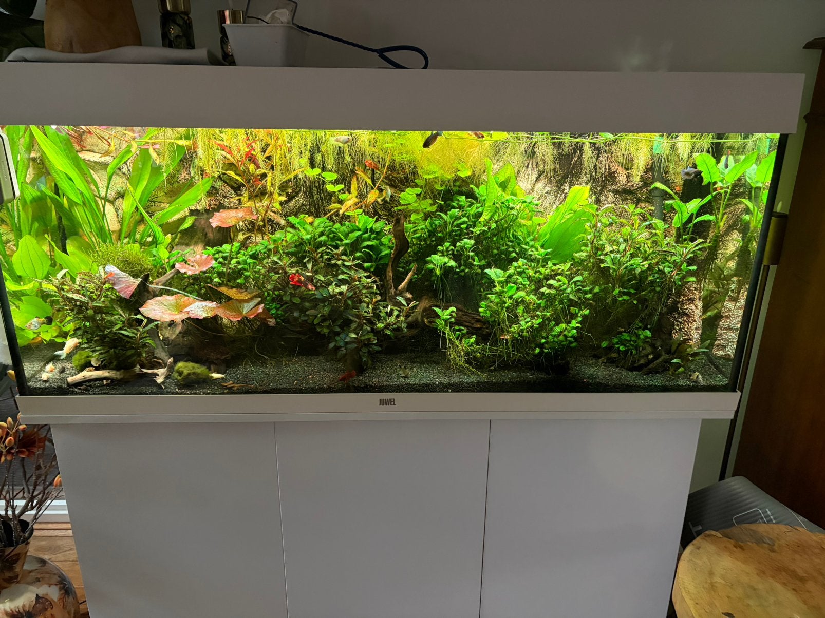 Gratis ancistrus vrouw, Ophalen, Zo goed als nieuw, Gevuld zoetwateraquarium