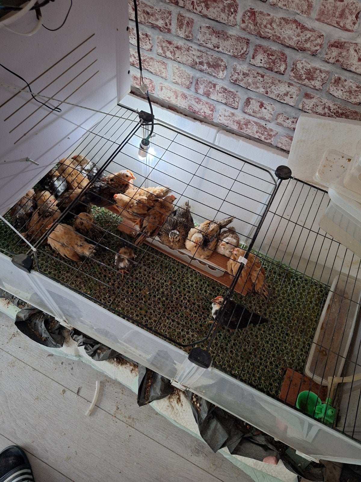 jonge serama's, Meerdere dieren, Kip