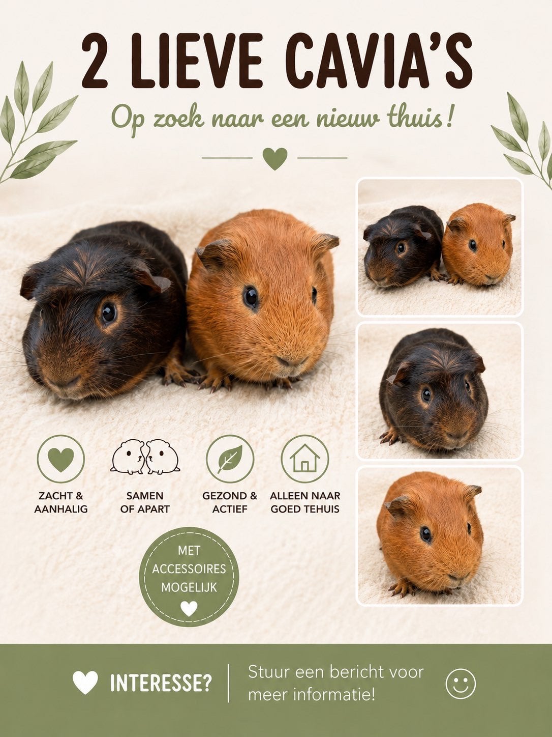 2 tamme cavia’s, Cavia, Februari, Mannelijk, Tam