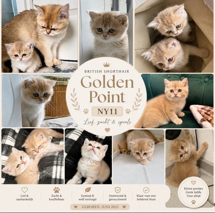 Britse Korthaar NY11 light golden shaded, Dieren en Toebehoren, Meerdere dieren, Ontwormd