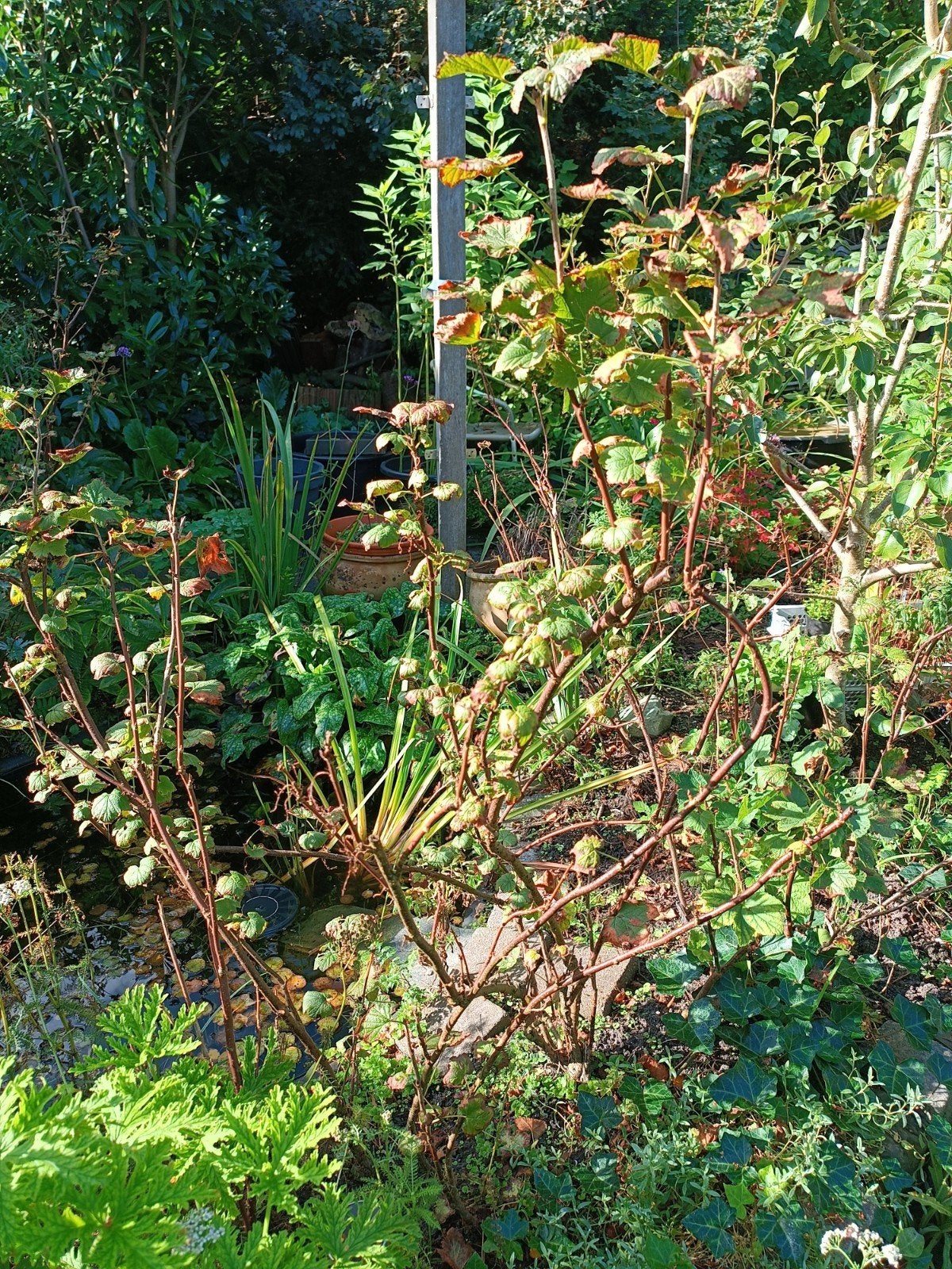 rode bessen struikjes. 12 kleine en 1 grotere struik., Ophalen, Minder dan 100 cm