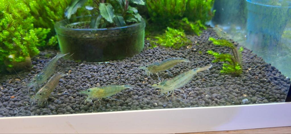 Japonica Amano XL, Dieren en Toebehoren, Vissen | Aquariumvissen, Kreeft, Krab of Garnaal, Zoetwatervis, Schoolvis