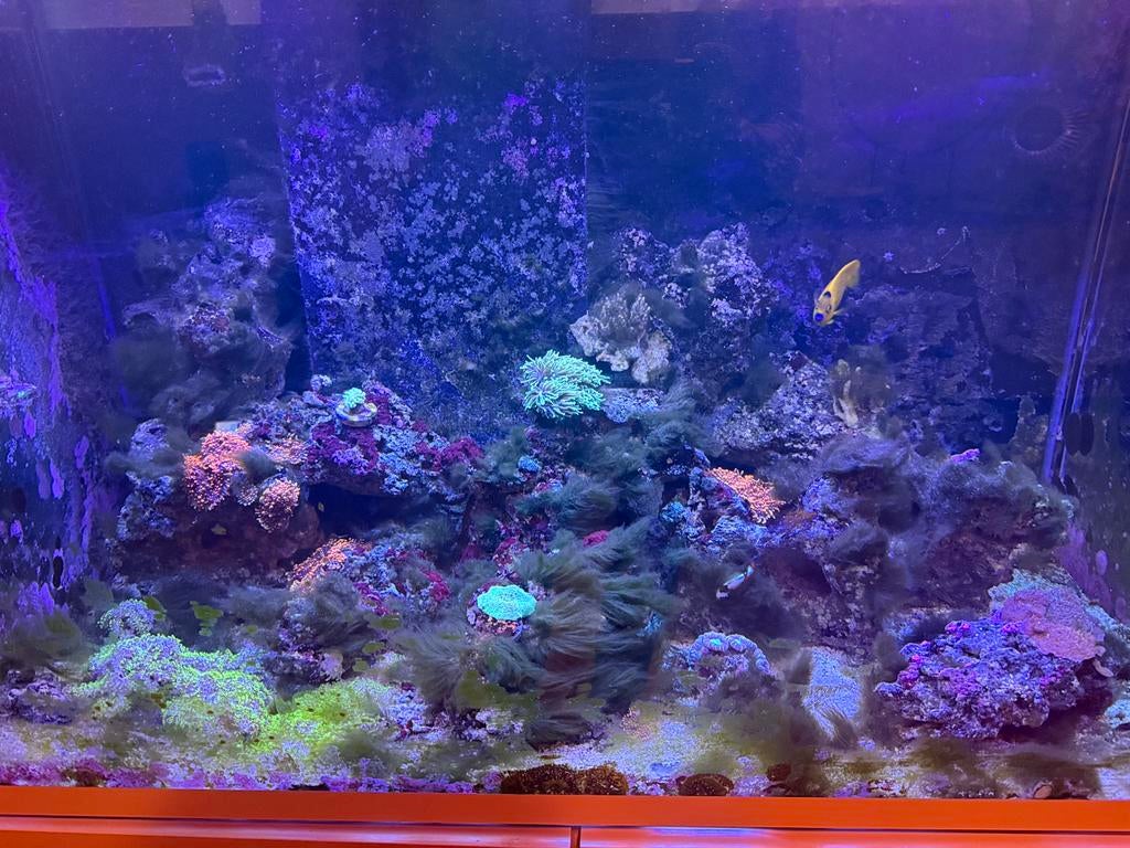 Eheim zou zee aquarium met levende have, Vis