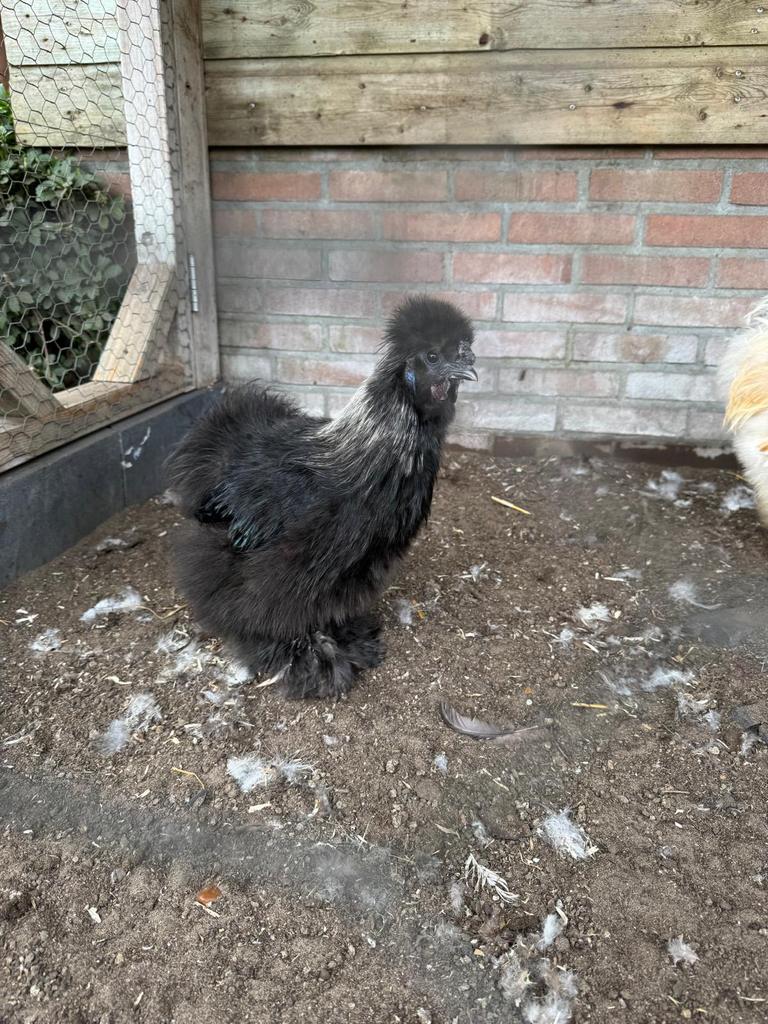 Zijdehoender haan, Dieren en Toebehoren, Mannelijk, Kip