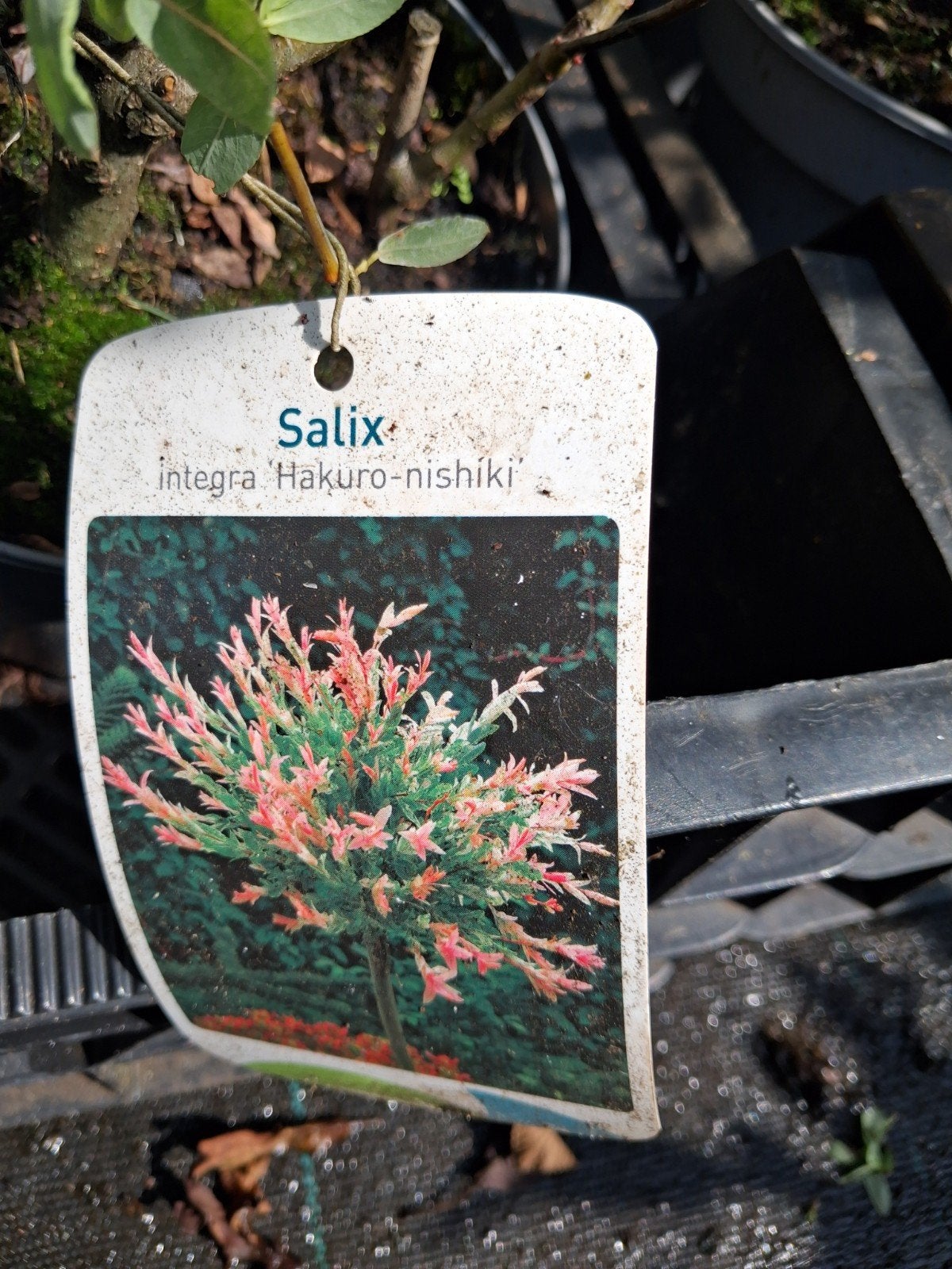 Salix integra 'Hakuro-nishiki' - Japanse wilg struiken, Ophalen of Verzenden, Overige soorten, Struik, Minder dan 100 cm