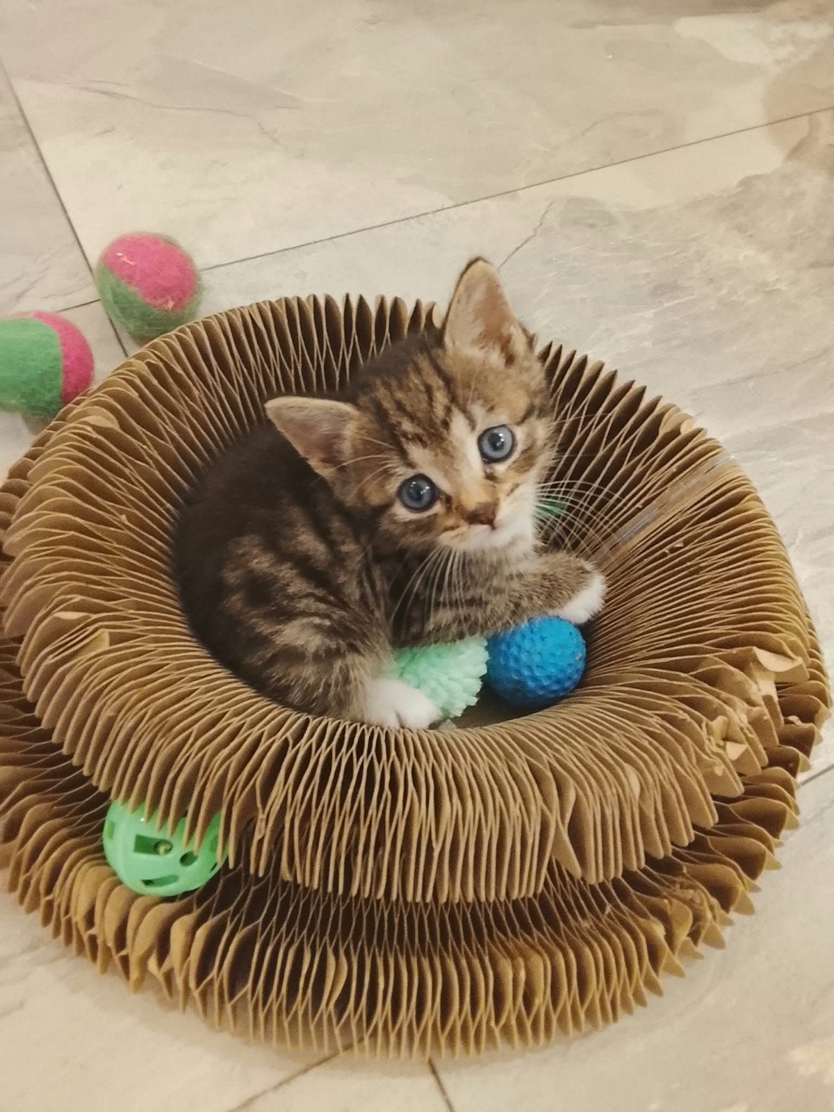 Lieve Ragdoll kruising kittens (Petit), Dieren en Toebehoren, Meerdere dieren, Kortharig, 0 tot 2 jaar