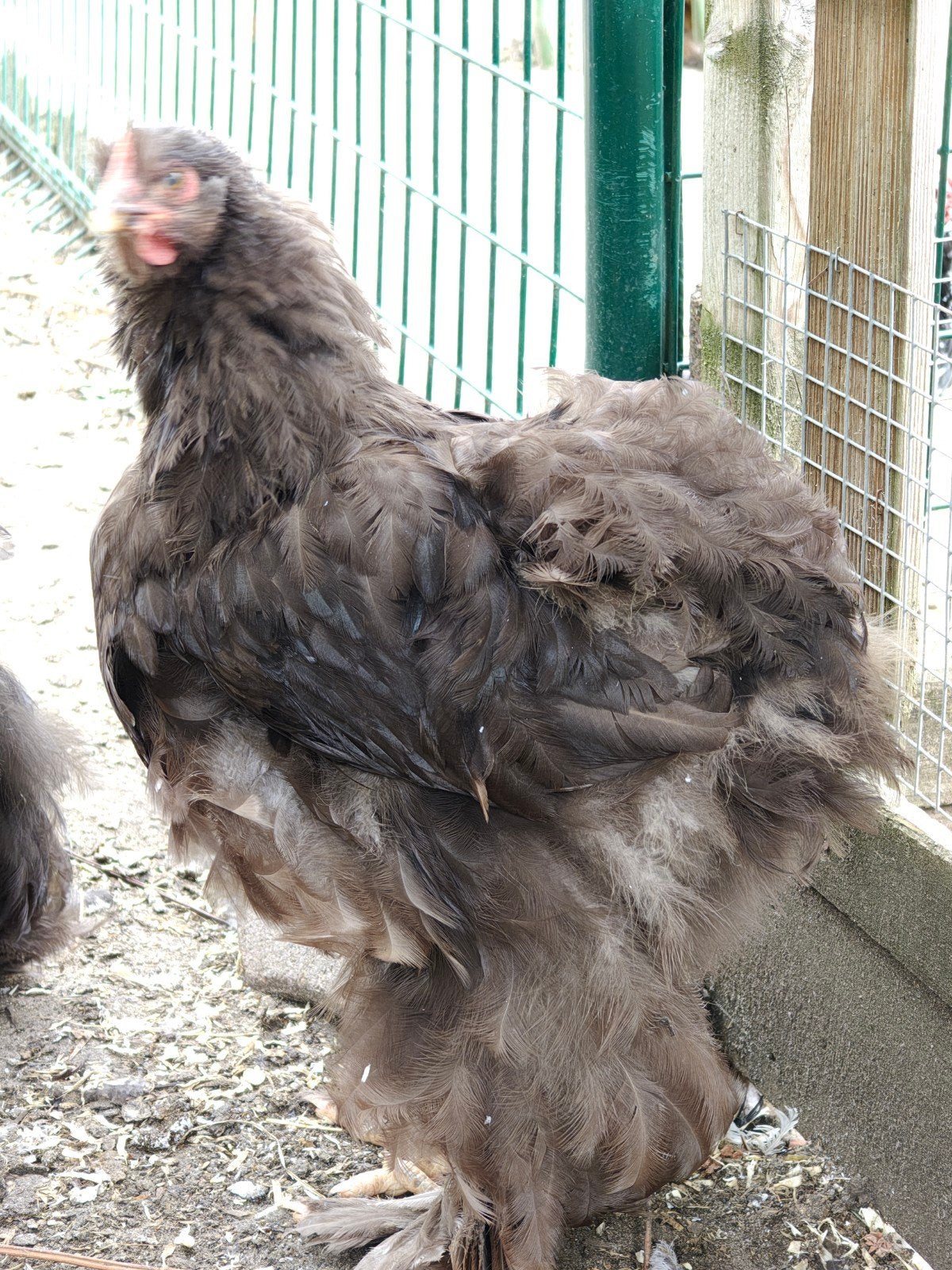 4 choco cochin groothoender, zeldzaam, Dieren en Toebehoren, Pluimvee, Kip, Meerdere dieren