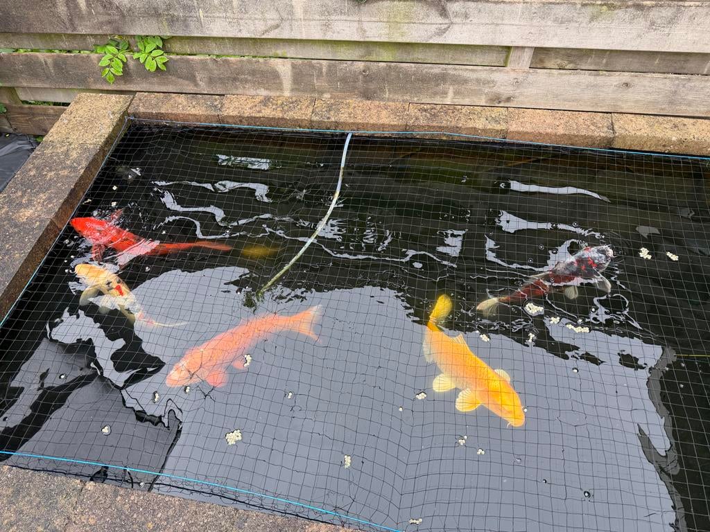 Koi karpers, Karper of Koi