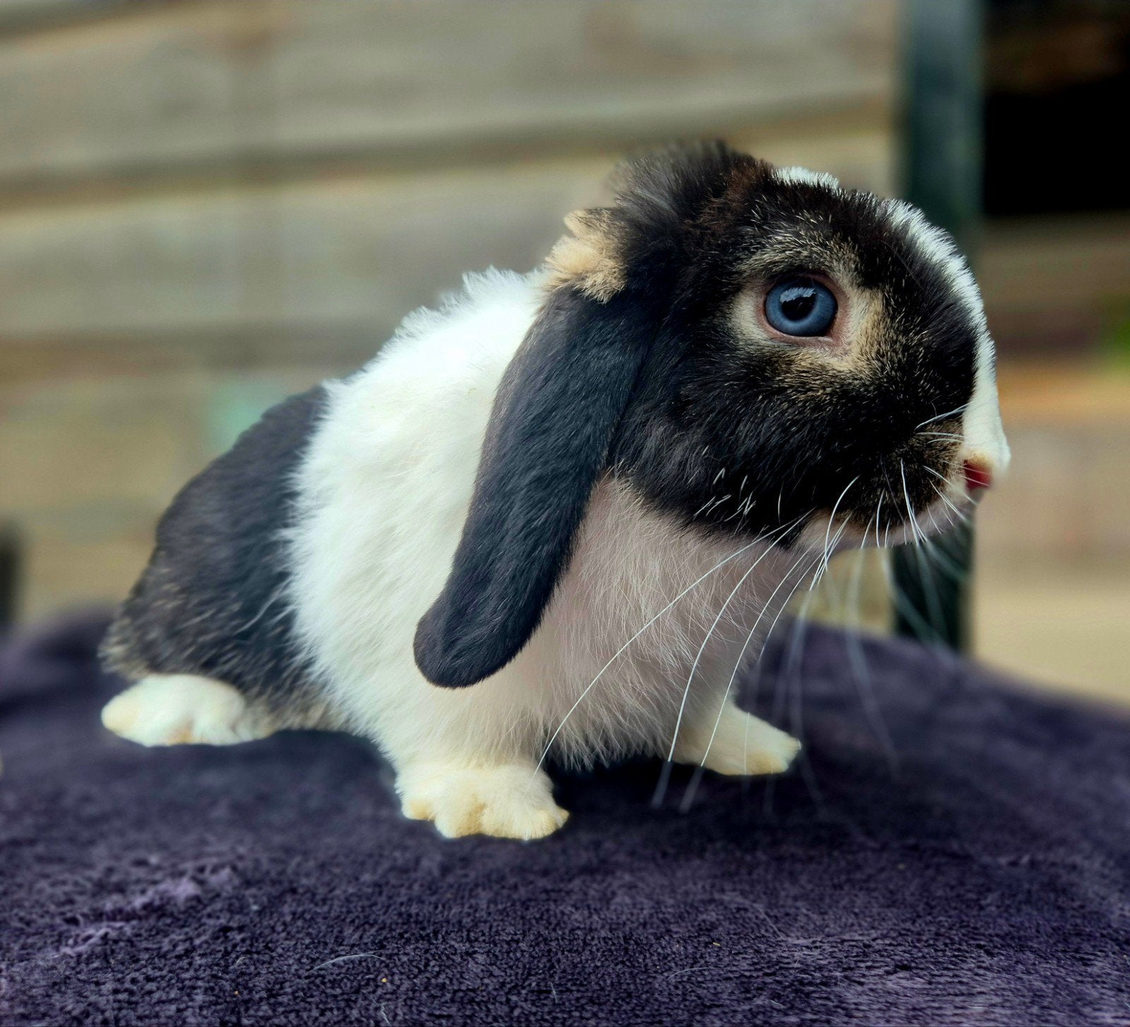 Engelse mini lop konijntje gevaccineerd hangoordwerg, Dieren en Toebehoren, Konijnen, Meerdere dieren, Dwerg, Hangoor, 0 tot 2 jaar