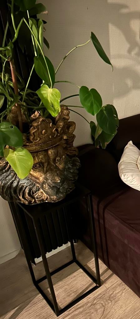 Leeuwenkop pot met plant, Ophalen of Verzenden, Zo goed als nieuw