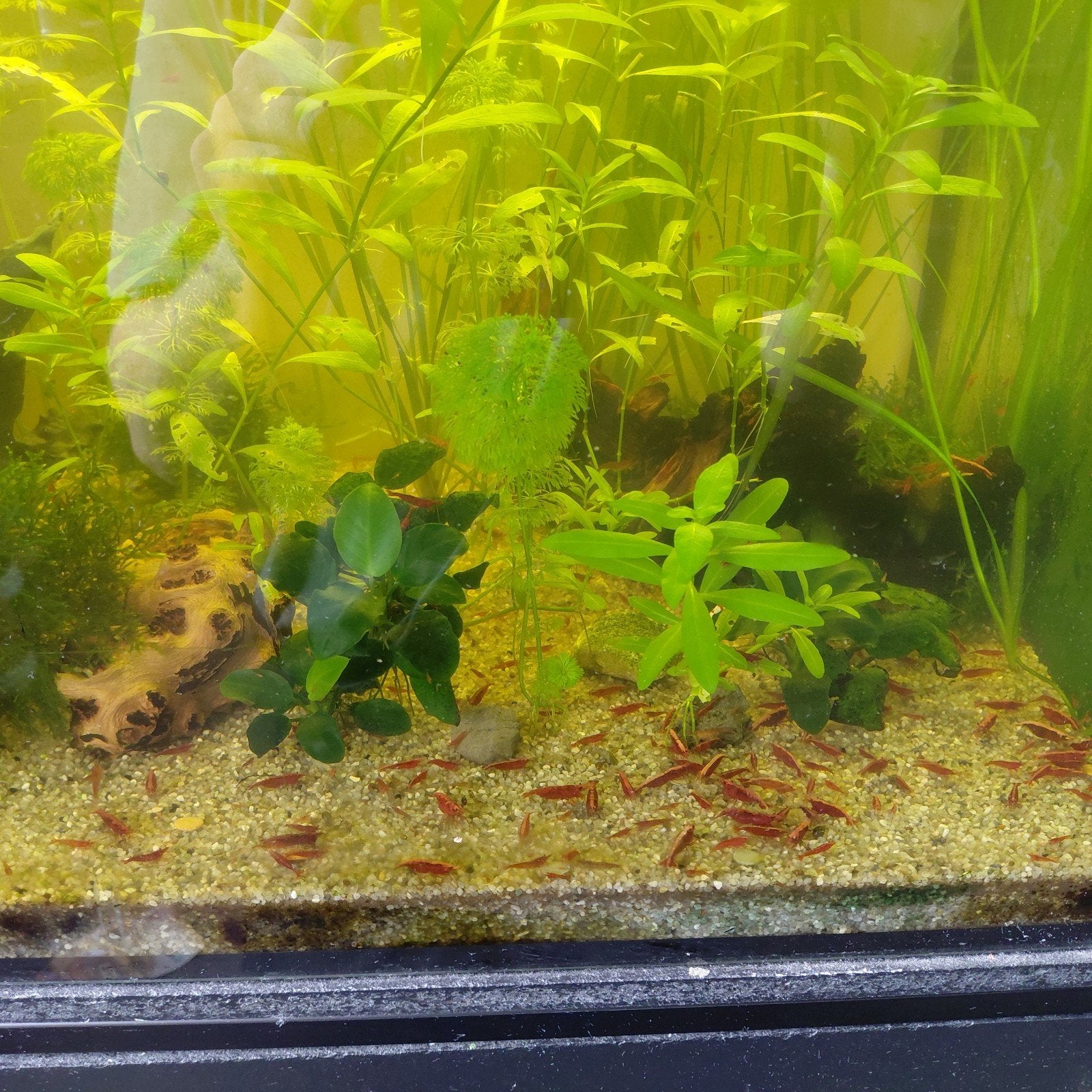 mooie jonge garnalen, Dieren en Toebehoren, Kreeft, Krab of Garnaal