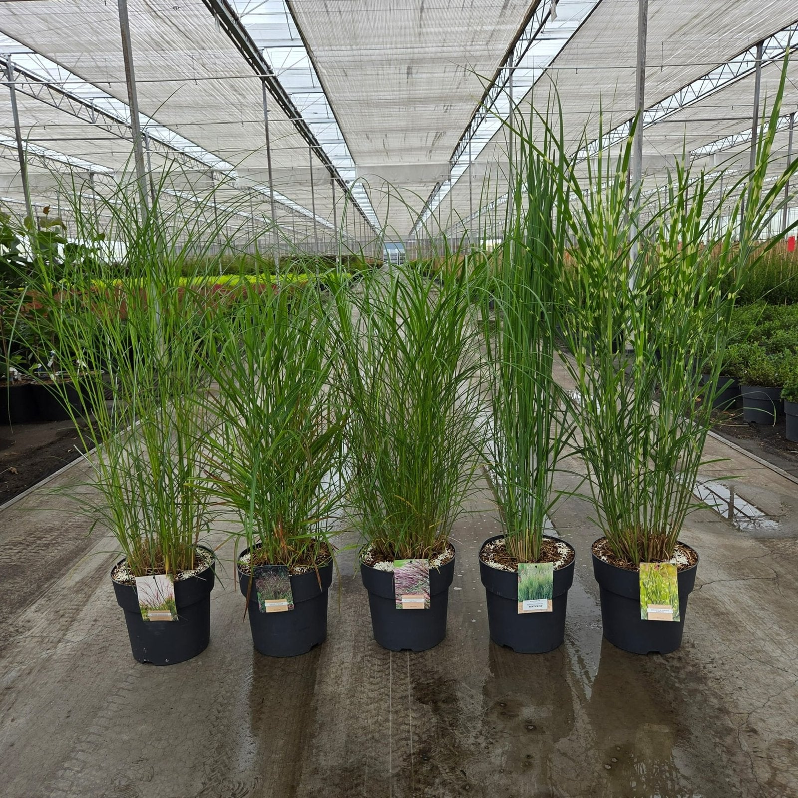 Verschillende soorten Miscanthus en panicum siergrassen, Ophalen of Verzenden, Overige soorten, Volle zon
