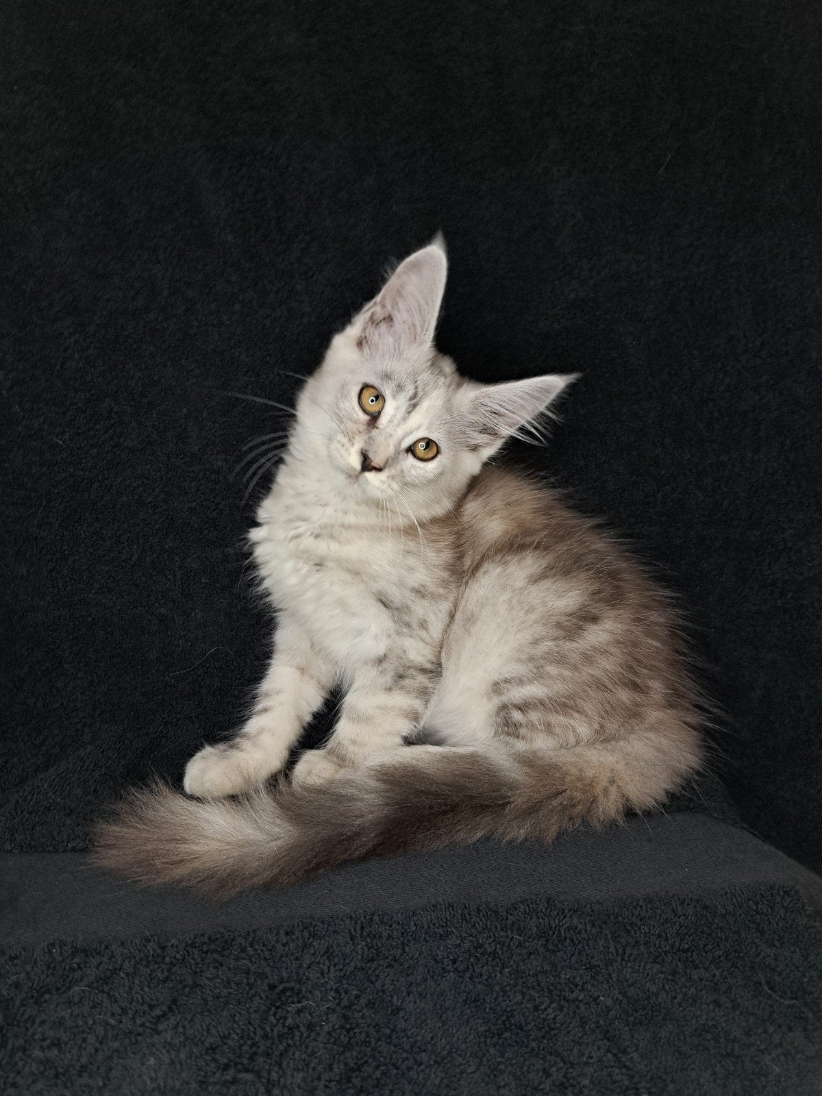 Maine coon kittens met stamboom en volledig geteste ouders!, Dieren en Toebehoren, Meerdere dieren, Met stamboom