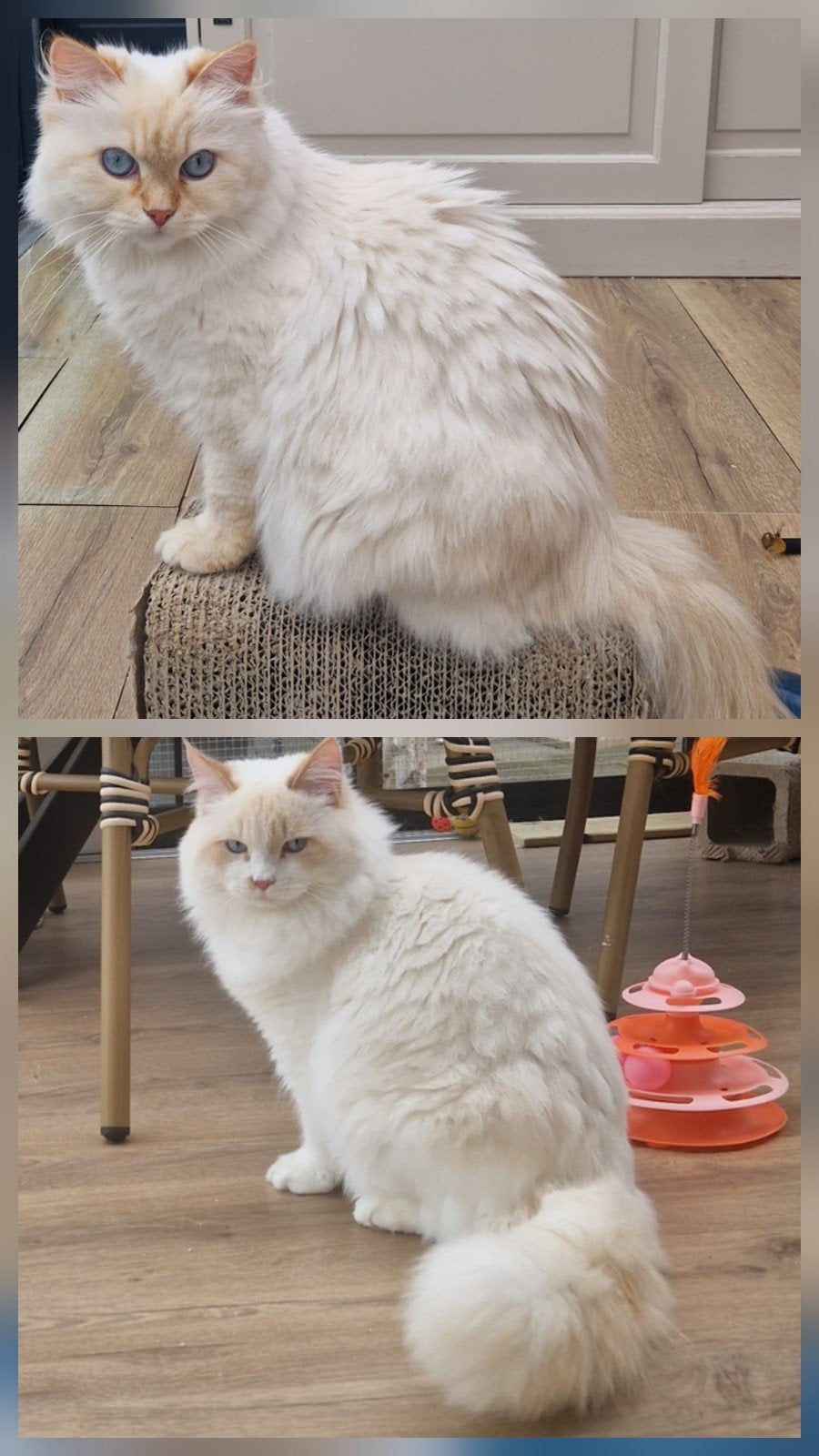 Kittens verwacht Siberische Neva Masquerade, Meerdere dieren, Met stamboom