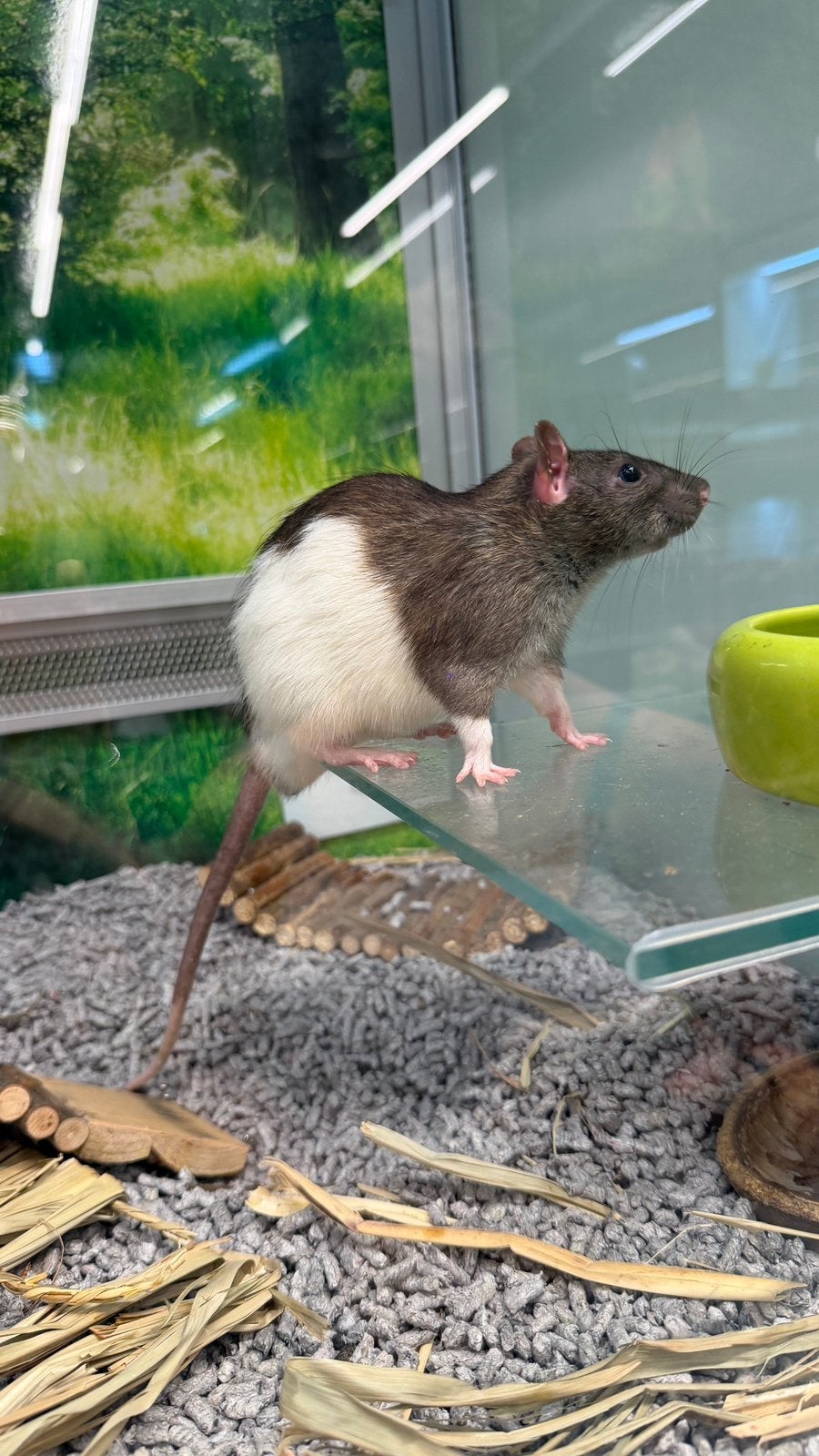 2 tamme ratten (MOET WEG!!!), Dieren en Toebehoren, Rat, Maart, Mannelijk, Tam