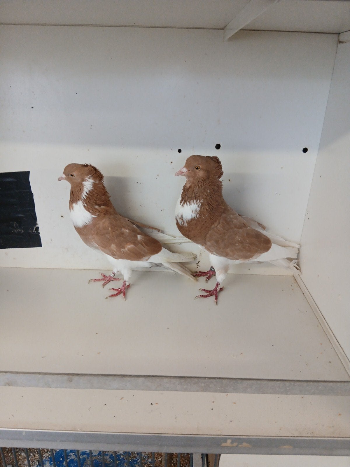 Drie koppels kroppers, Dieren en Toebehoren, Vogels | Duiven, Meerdere dieren, Kropper