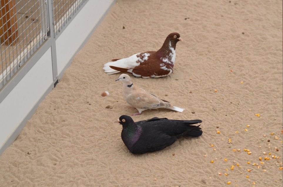 Sierduiven ter adoptie, Meerdere dieren, Overige soorten
