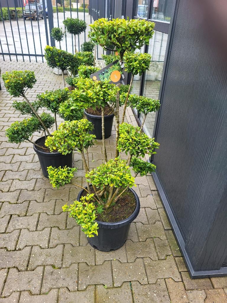 Ilex crenata green hegge bonsai, Tuin en Terras, Planten | Bomen, Halfschaduw, Overige soorten, Minder dan 100 cm, Zomer