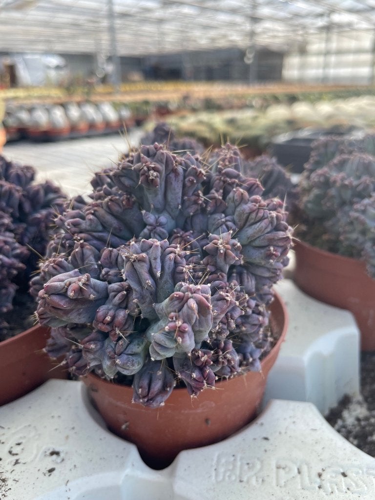 Cactus Myrtillocactus Geometrizans Monstruosa 10,5 en 12 cm, Ophalen of Verzenden, Minder dan 100 cm, Bloeiende kamerplant, Volle zon