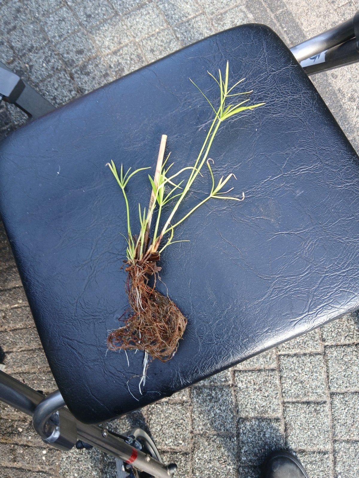 stek parapluplant, Ophalen, Halfschaduw, Minder dan 100 cm