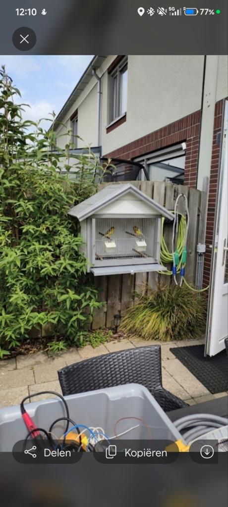 vogelkooi, Dieren en Toebehoren, Vogels | Kanaries, Kleurkanarie