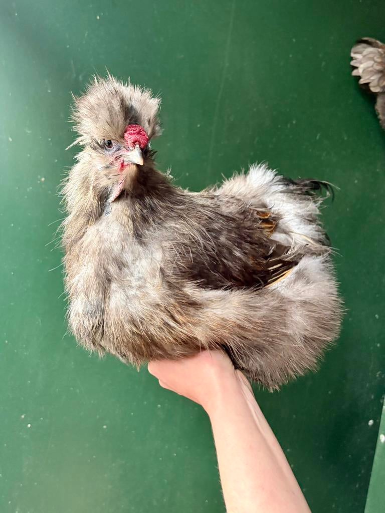 Pebble, tamme zijdehoen haan, Dieren en Toebehoren, Pluimvee, Mannelijk, Kip