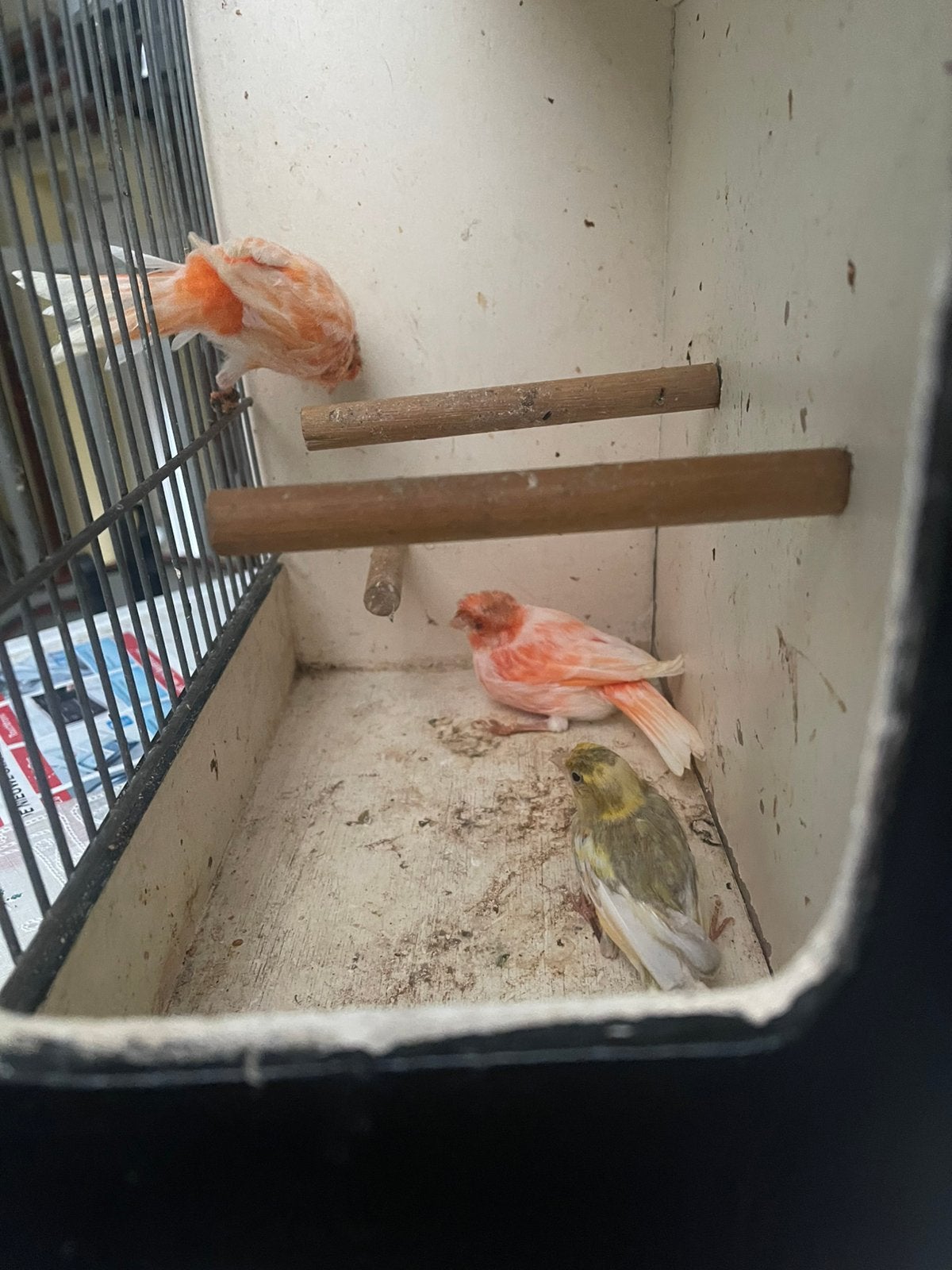 Kleuren kanaries manen en poppen te koop, Meerdere dieren, Kleurkanarie