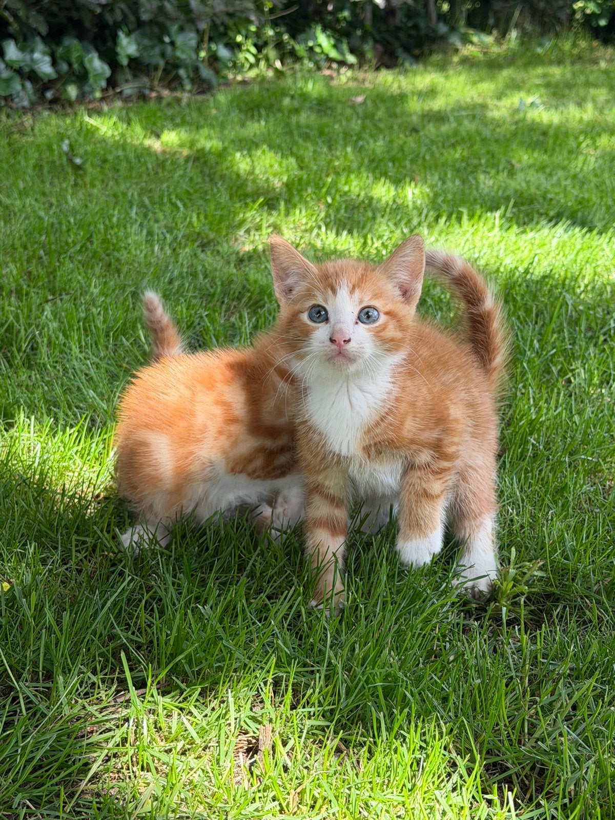 Boerderij kittens, Dieren en Toebehoren, Meerdere dieren