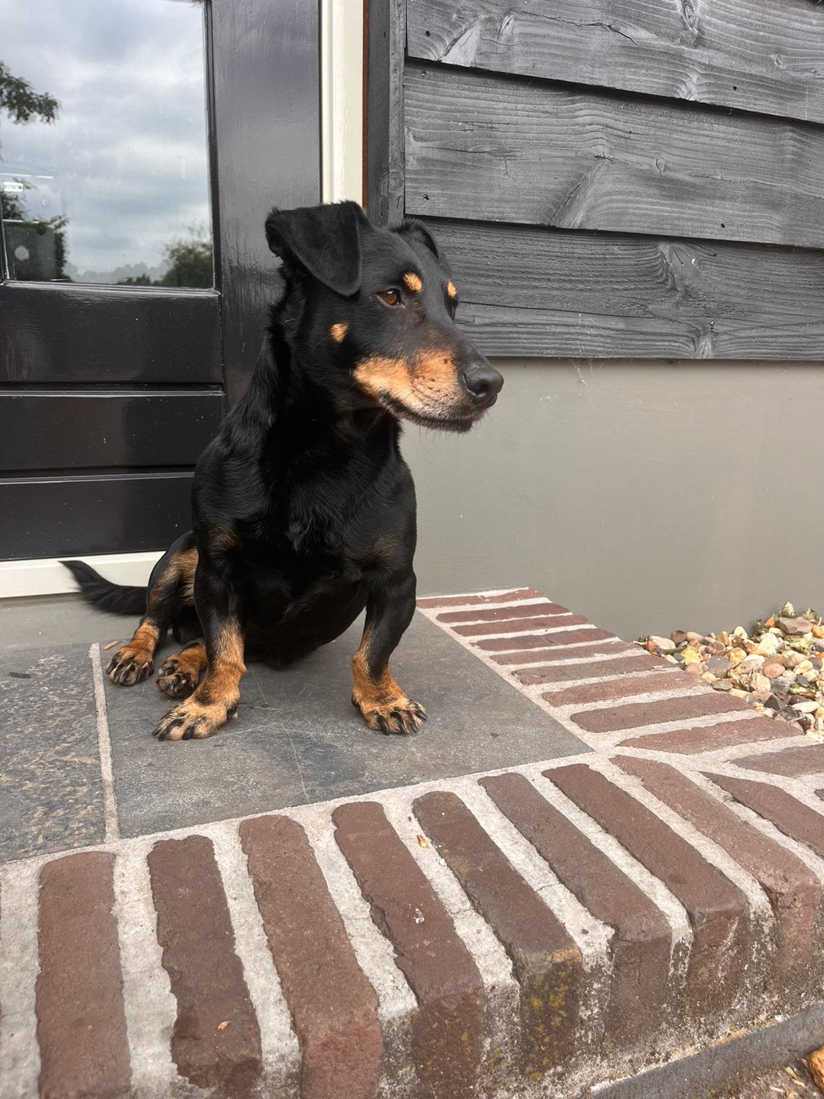 Jack Russel kruising notk, Reu, Eén hond, 3 tot 5 jaar, Nederland