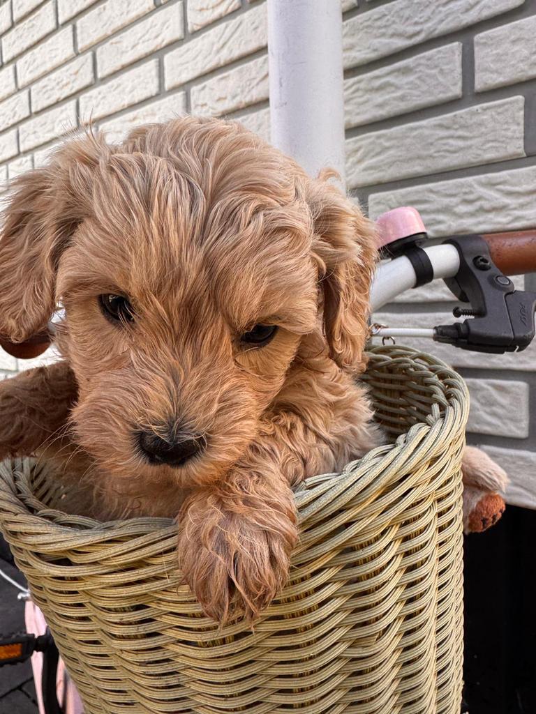 Dergpoedel pups, Poedel, 8 tot 15 weken, Parvo, Meerdere