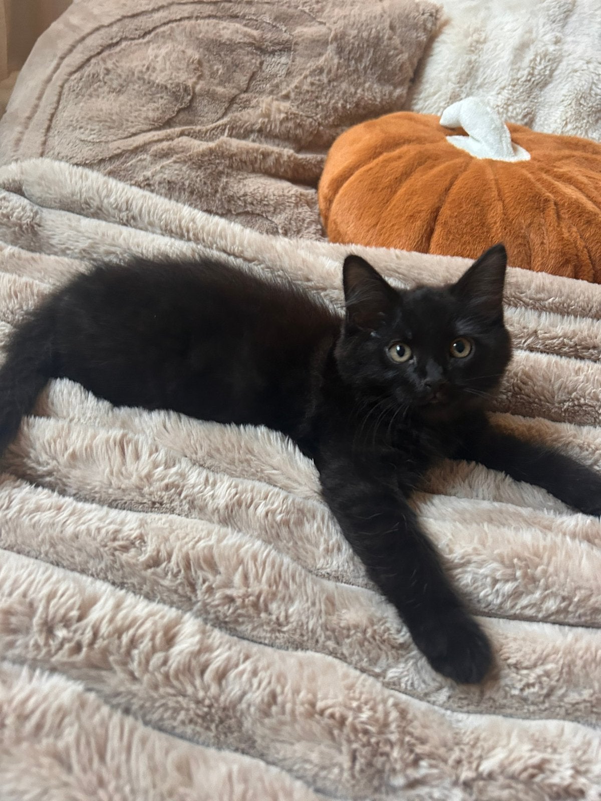 3 langharige mainecoon X Birmaan kittens., Meerdere dieren