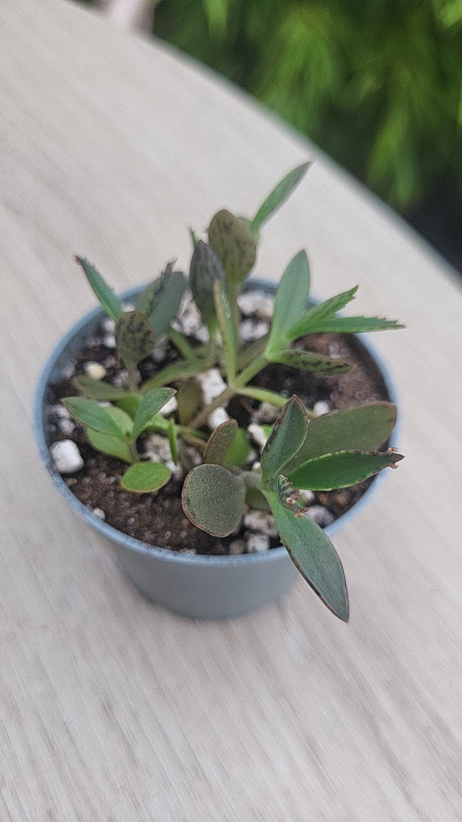 Kalanchoe daigremontiana (Mother of Thousands) stekjes, Huis en Inrichting, Kamerplanten, Ophalen, Overige soorten, Halfschaduw