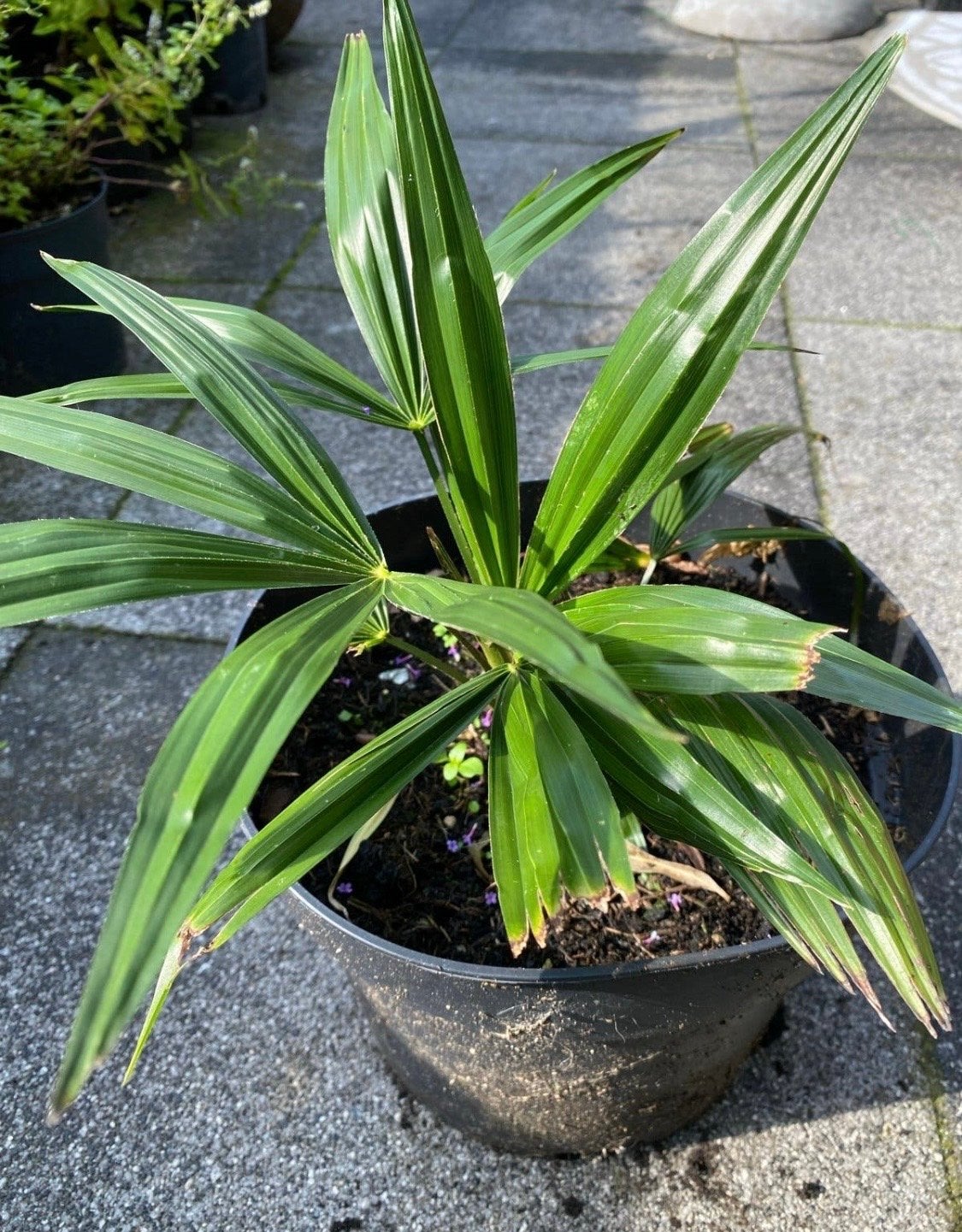 Trachycarpus Fortunei Palm - Winterharde Waaierpalm, Volle zon, Vaste plant, Bloeit niet, Ophalen