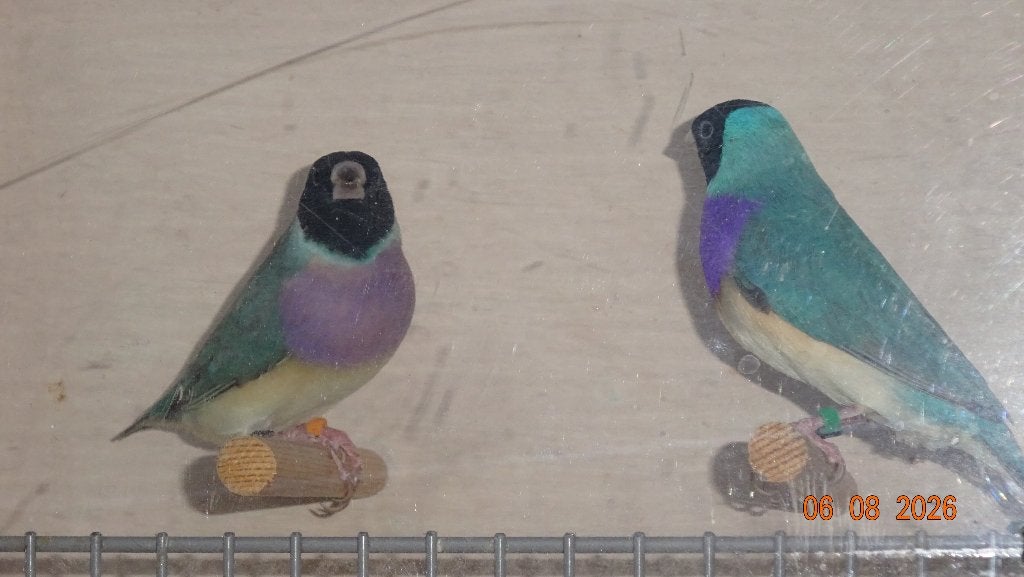 BLAUWE-GOULD-AMADINES., Dieren en Toebehoren, Meerdere dieren, Tropenvogel, Geringd