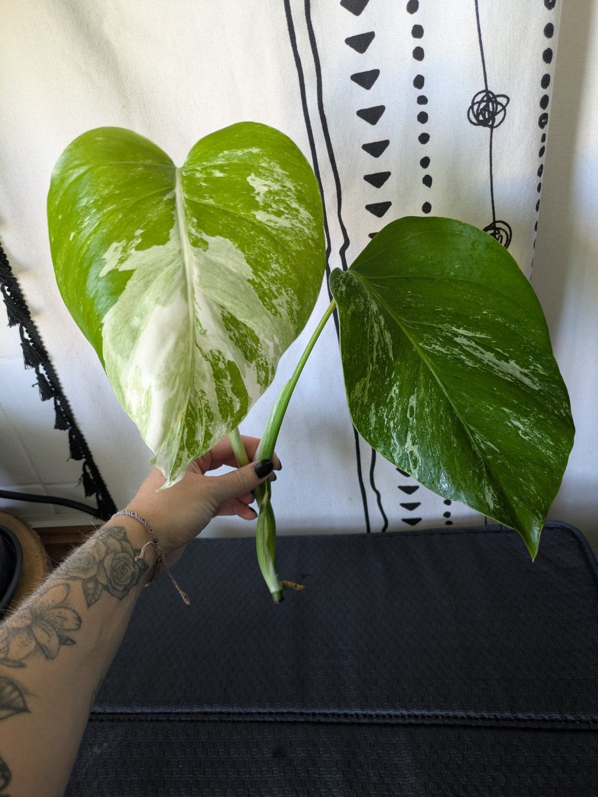 Monstera Albo variegata - gewortelde kopstek, Ophalen, Halfschaduw, Minder dan 100 cm