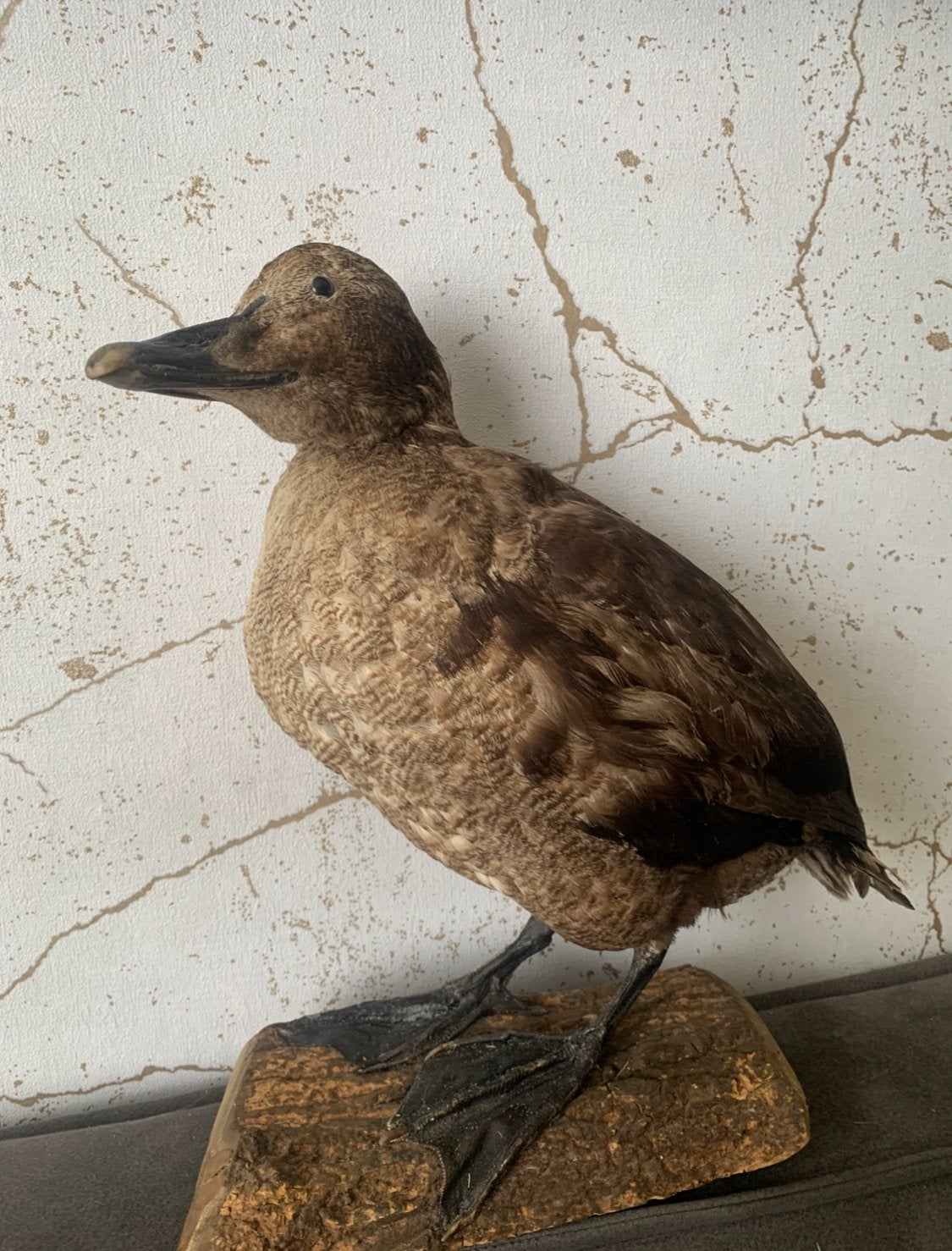 Opgezette zee eend taxidermie, Ophalen, Zo goed als nieuw, Vogel, Opgezet dier