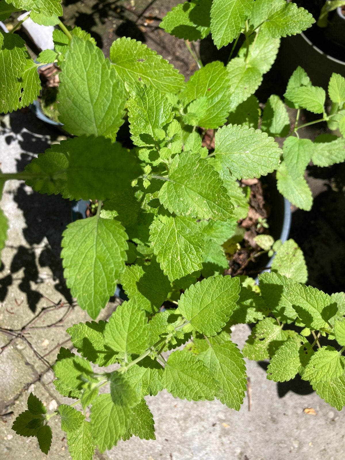 Citroenmelisse, Tuin en Terras, Planten | Tuinplanten, Ophalen, Volle zon, Vaste plant, Kruiden