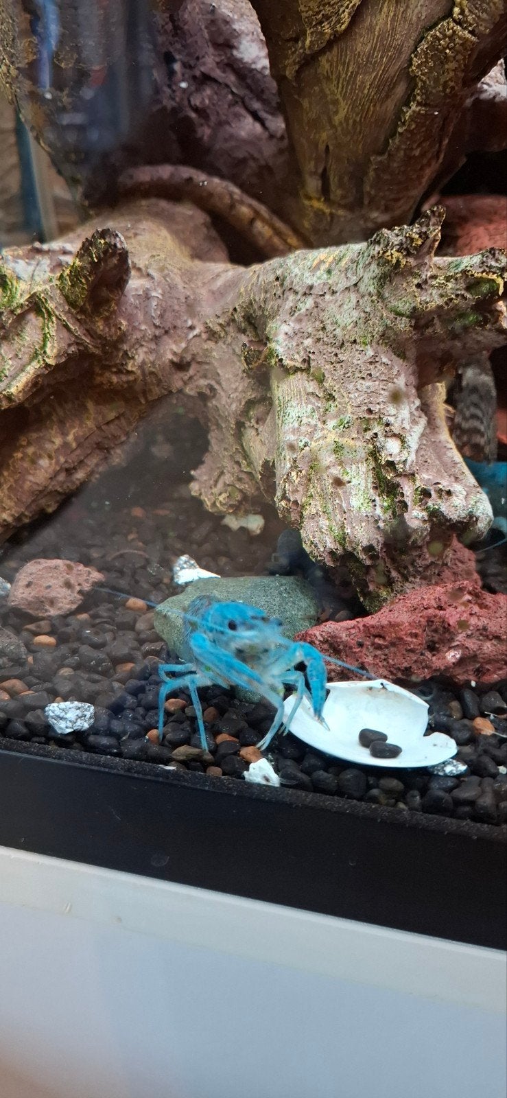 mooie Blauwe florida kreeften, Dieren en Toebehoren, Vissen | Aquariumvissen, Kreeft, Krab of Garnaal, Zoetwatervis, Schoolvis