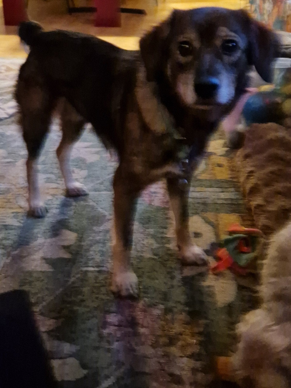 lief aanhankelijk teefje, Dieren en Toebehoren, Teef, Eén hond, 3 tot 5 jaar, Nederland